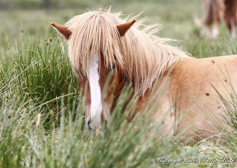 Gabriel (3).JPG - Gabriel von Heidmoor